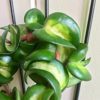 Search - Tag - Hoya compacta variegata