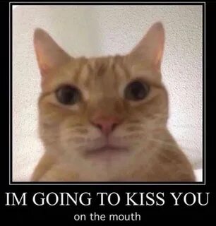 Eeewwwww /r/okbuddyretard Staring Cat / Gusic Cute memes, Fu