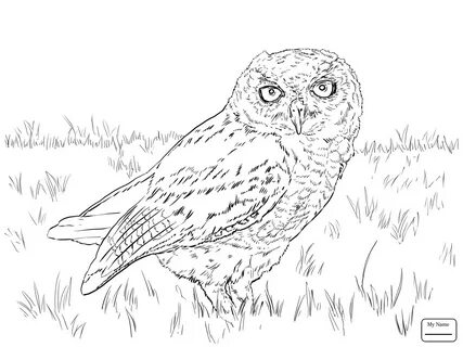 Barn Owl Coloring Page at GetDrawings Free download