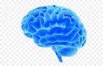 Human brain Neuroimaging Neuroscience Therapy - Brain png do
