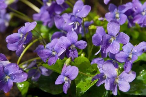 Foraging Wild Violets for Food and Medicine