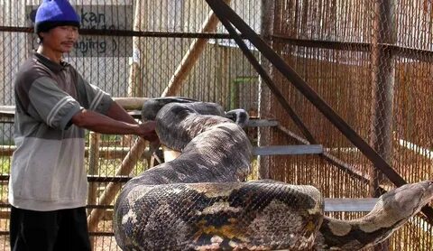 Woman Swallowed Whole By Python* - News Without Politics