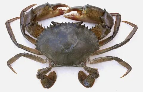 Mud Crab Growth Rate Usage for Fast Profit Production Method