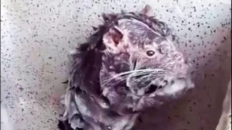Крыса принимает душ - YouTube