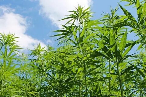 Approved Kentucky Hemp Acreage Up Three Times From Over a Ye