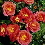 Роза флорибунда шанти (48 фото)