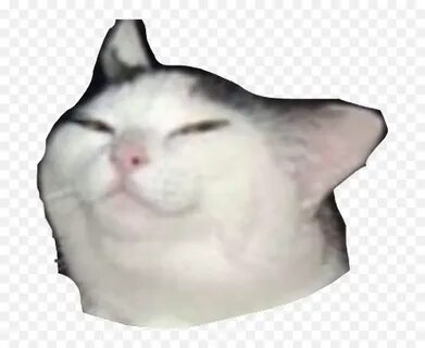 Smug Cat Meme Transparent - Cat Meme Sticker Png,Meme Transp