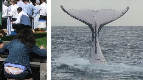 Что такое Whale tail