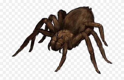 Giant Spider Png - Giant Wolf Spider Png, Transparent Png - 