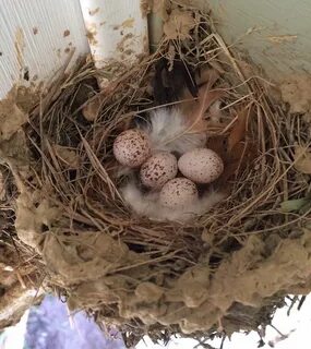 Egg And Nest Identification Bird eggs, Barn swallow, Bird ne