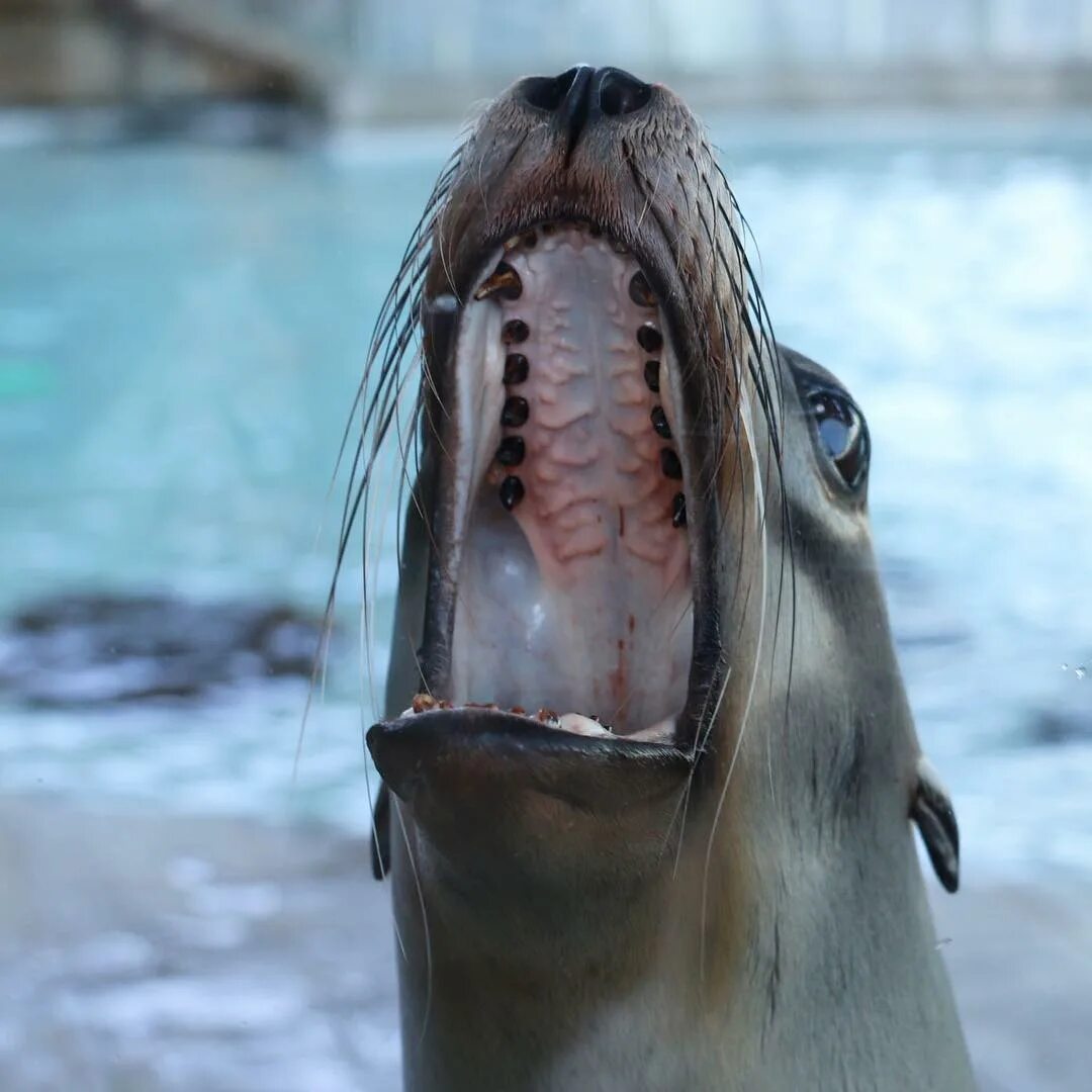 The seals and sea lions at the Aquarium have learned to open their mouths o...