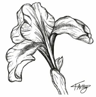 Iris flower drawing Flower drawing, Iris tattoo, Iris flower