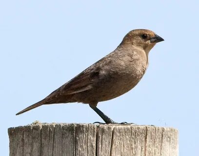 NestWatch Female sparrow, Bird, Birds