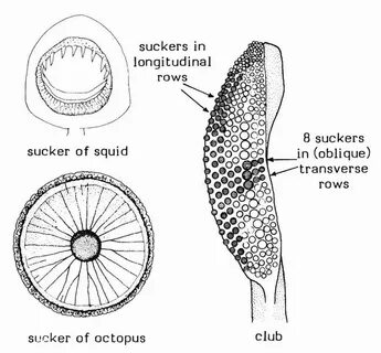 Cephalopod limb