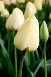 Tulip Ivory Floradale Bulb flowers, Tulip bulbs, Tulip bulbs