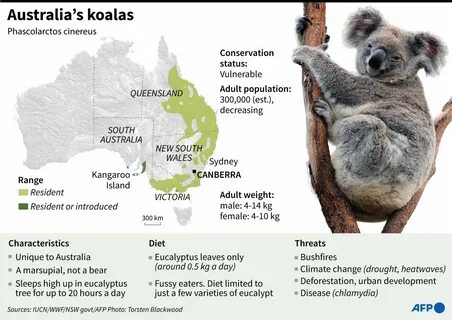Pin by eris discordia on Zoology Koalas, Koala bear, Bushfires in australia