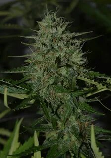 Verkauf feminisierter BCN Critical XXL Autoflower Samen von 