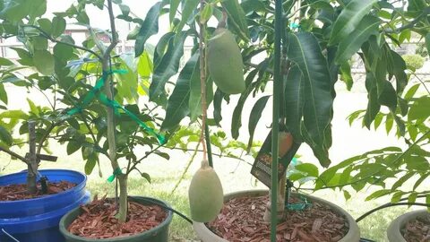 Fruiting Cogshall Mango Tree in Container - YouTube