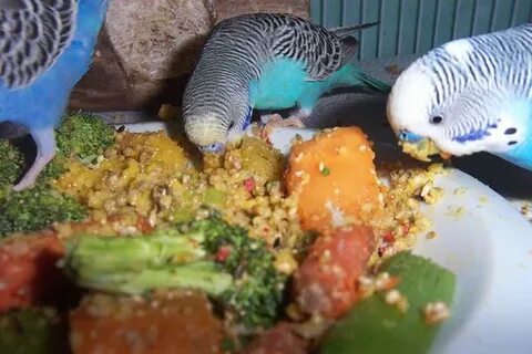 Pin by Ian Davis on Chops for birds to eat Budgie food, Para