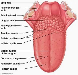 Pin by Gazette Review on Gazette Review Dental anatomy, Huma