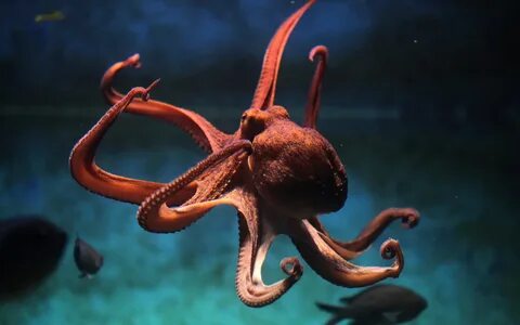 Скачать обои sea, ocean, octopus, раздел животные в разрешен