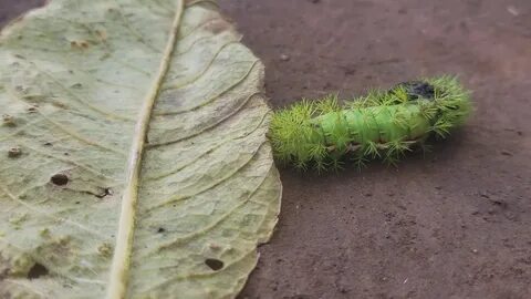 gusano peluche venenoso (síntomas de picadura) - YouTube