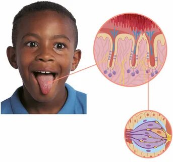 Diagram Of Tongue And Taste MJ Group