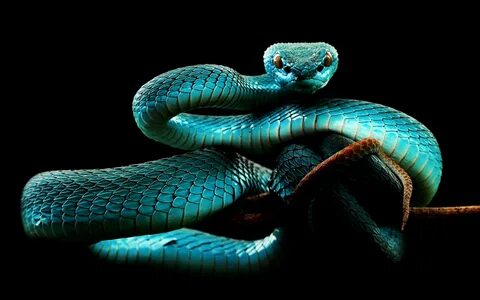 Blue Snake Wallpapers - 1680x1050 - 240511