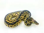 Pastel Coral Glow Ball Python Early Childhood Education