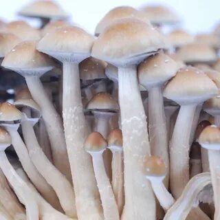 Reviews for Hawaiian PES psilocybe cubensis mushroom spores 