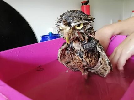 Of Bathtimes and Murderous Owls - Michelle Louring