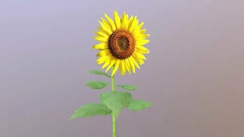Sunflower - Download Free 3D model by zvanstone (@zvanstone)