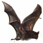 RIP, the Indefatigable Galapagos Mouse Vampire bat, Bat imag