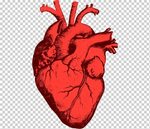 красное сердце, орган сердца анатомия человеческое тело, чел
