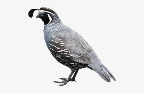 Png Free Library Clipart Quail - Quail Png PNG Image Transpa