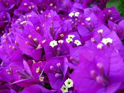 File:Macro-Purple-Flowers-2 ForestWander.jpg - Wikimedia Com