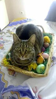 Easter cat ... - Meow Moe Animales bonitos, Animales, Loca d