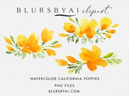 Watercolor California Poppies Clipart (Graphic) by blursbyai