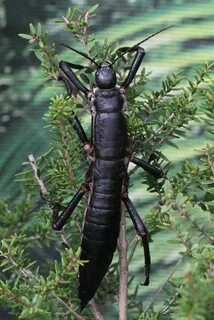A Stick Insect. A Tree Lobster. Whatever You Call It, It’s N