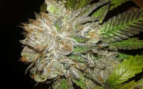 Platinum kush breath Platinum Kush Strain. 2020-04-11