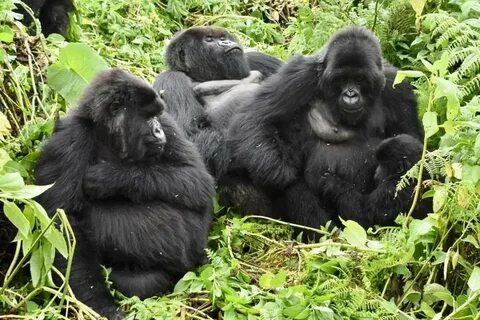 What do gorillas eat - Pamoja Safaris Uganda