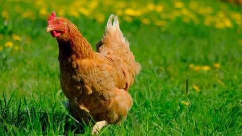 Las curiosidades de las gallinas más sorprendentes