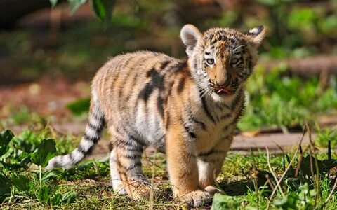 tiger baby Wallpaper ID:469962 - Wallapper Abyss Tiger pictu