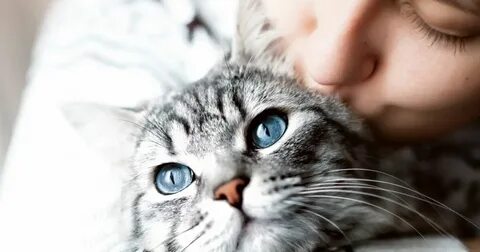 Schutz gegen Katzenallergie in Sicht SN.at