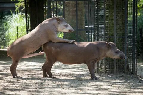 2015-08-08-12h40m16.BL7R1013 South-American tapir: Trying . 