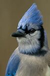 Blue jay Blue jay bird, Blue jay, Beautiful birds