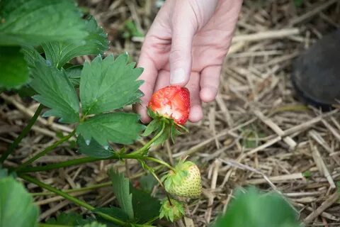 How To Keep Birds Out Of Strawberry Garden - Garden Tip How 