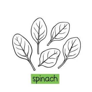 Drawing Of The Spinach Plant Сток видеоклипы - iStock