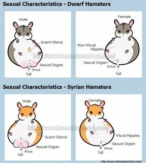 Pin on Hamsters