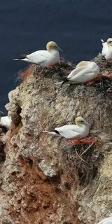Mobile wallpaper: Animals, Seagulls, Rock, Nest, 66843 downl